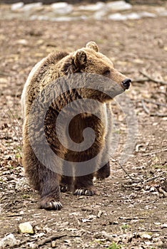 European Brown Bear in Romania