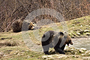 European Brown Bear in Romania