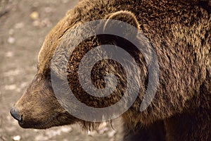 European Brown Bear in Romania