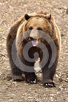 European Brown Bear in Romania