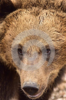 European Brown Bear in Romania photo