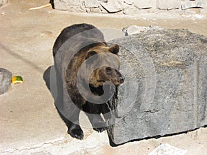 European Brown Bear standing near big stone