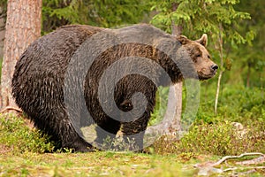 European brown bear ursos arctos male in boreal forest