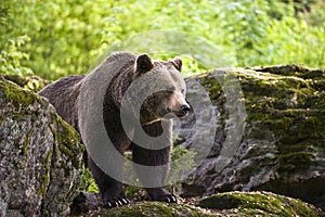 European brown bear (Ursus arctos),