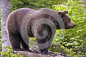 European brown bear (Ursus arctos),