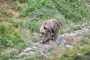 European Brown Bear, Ursus arctos