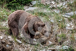 European Brown Bear, Ursus arctos