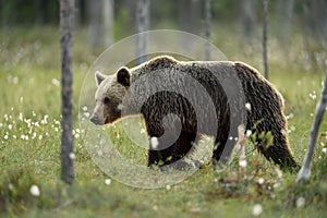 European brown bear Ursus arctos