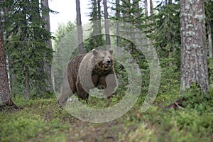 European brown bear, Ursus arctos arctos