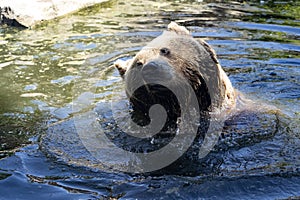 European brown bear, Ursus arctos arctos, frolic in the water