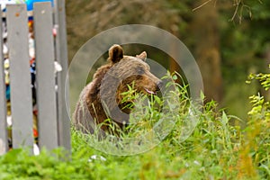 European Brown Bear Ursus arctos arctos in natural habitat. Romania