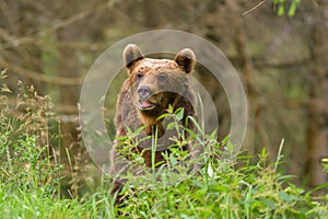 European Brown Bear Ursus arctos arctos in natural habitat. Romania