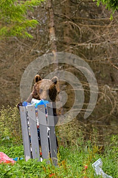 European Brown Bear Ursus arctos arctos in natural habitat. Romania