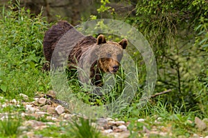European Brown Bear Ursus arctos arctos in natural habitat. Romania