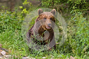 European Brown Bear Ursus arctos arctos in natural habitat. Romania