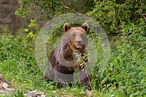 European Brown Bear Ursus arctos arctos in natural habitat. Romania