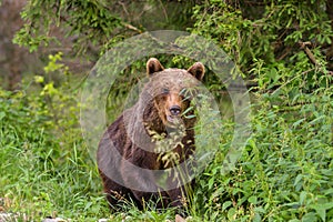 European Brown Bear Ursus arctos arctos in natural habitat. Romania