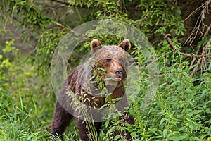 European Brown Bear Ursus arctos arctos in natural habitat. Romania