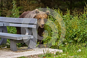 European Brown Bear Ursus arctos arctos in natural habitat. Romania