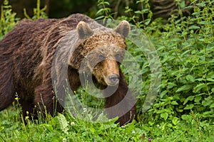 European Brown Bear Ursus arctos arctos in natural habitat. Romania