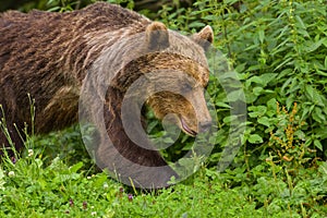 European Brown Bear Ursus arctos arctos in natural habitat. Romania