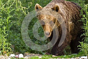 European Brown Bear Ursus arctos arctos in natural habitat. Romania