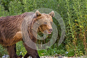 European Brown Bear Ursus arctos arctos in natural habitat. Romania