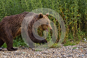 European Brown Bear Ursus arctos arctos in natural habitat. Romania