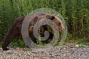 European Brown Bear Ursus arctos arctos in natural habitat. Romania