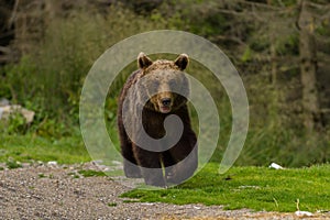 European Brown Bear Ursus arctos arctos in natural habitat. Romania