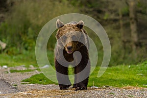 European Brown Bear Ursus arctos arctos in natural habitat. Romania