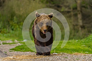 European Brown Bear Ursus arctos arctos in natural habitat. Romania