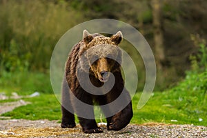 European Brown Bear Ursus arctos arctos in natural habitat. Romania