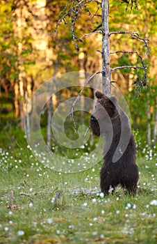 European brown bear Ursus arctos hugging tree