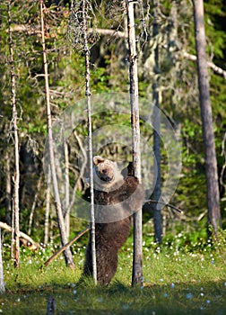 European brown bear Ursus arctos hugging tree