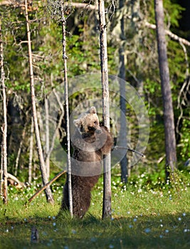 European brown bear Ursus arctos hugging tree
