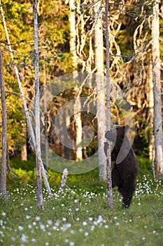 European brown bear Ursus arctos hugging tree
