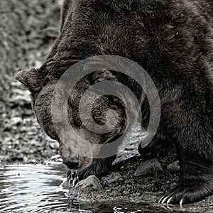 European brown bear Ursus arctos ist drinking at a little mirrored pond - EuropÃÂ¤ischer BraunbÃÂ¤r beim Trinken an einem spiegelnde