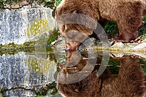 European brown bear Ursus arctos ist drinking at a little mirrored pond - EuropÃ¤ischer BraunbÃ¤r beim Trinken an einem spiegelnde