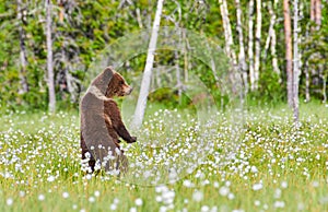 European brown bear Ursus arctos standing