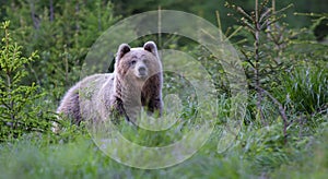 Evropský medvěd hnědý Ursus arctos procházky v lesním prostředí. Fotografování divoké zvěře ve slovenské zemi Tatry