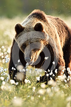 European brown bear walking in the blossoming cottongrass