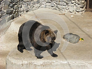 European Brown Bear walking in a zoo