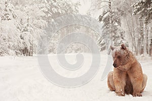European Brown Bear in a winter forest