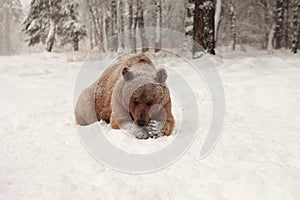 European Brown Bear in a winter forest