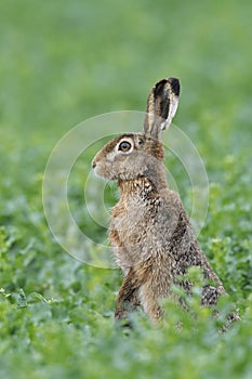 European brown hare on agricultural field