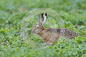 European brown hare on agricultural field