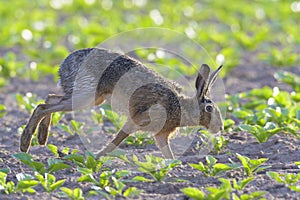 European brown hare on agricultural field