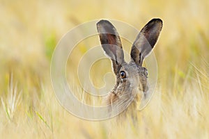 European brown hare on agricultural field in summer