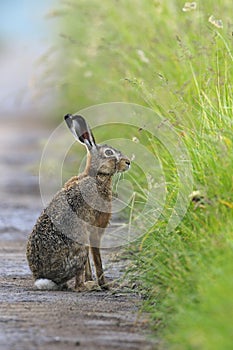 European brown hare on agricultural road